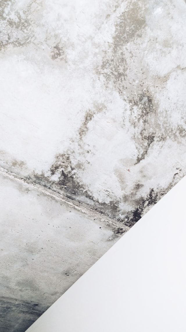 What Generates Mold Growth?
