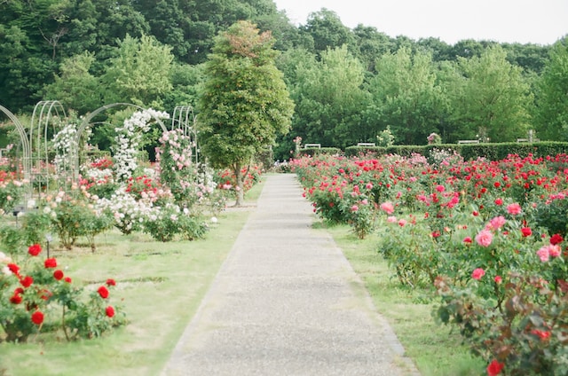 Creating a Calming Atmosphere: 5 Minimalist Landscaping Tips for Your Home